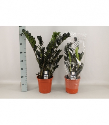 Zamioculcas