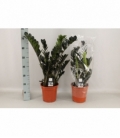 Zamioculcas