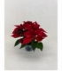 Poinsettia