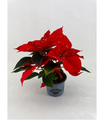 Poinsettia