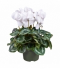 Cyclamen