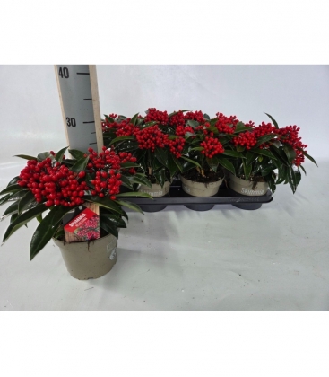 Skimmia