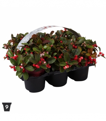 Gaultheria