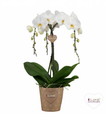 Phalaenopsis