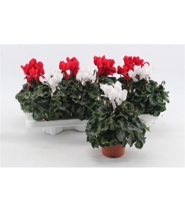 Cyclamen