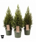 Picea