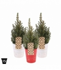 Picea