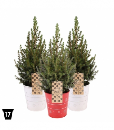 Picea