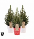 Picea