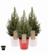 Picea