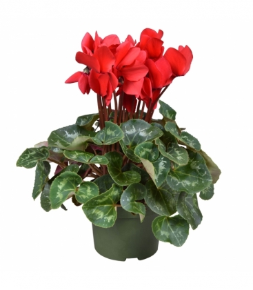 Cyclamen