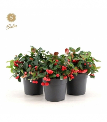 Gaultheria