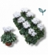 Cyclamen