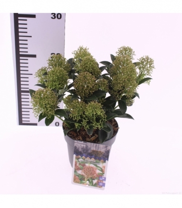 Skimmia