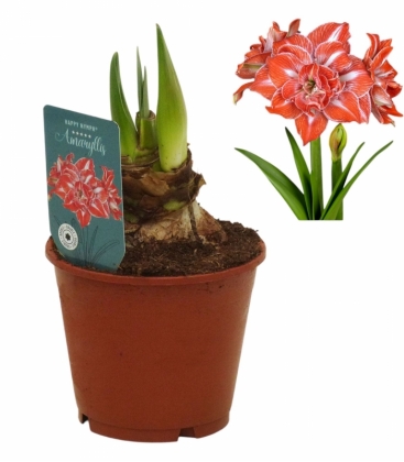 Amaryllis