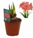 Amaryllis