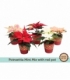 Poinsettia