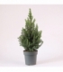 Picea