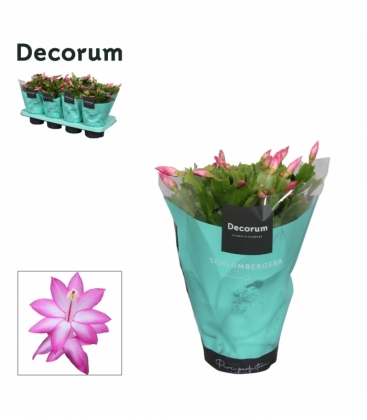 Schlumbergera