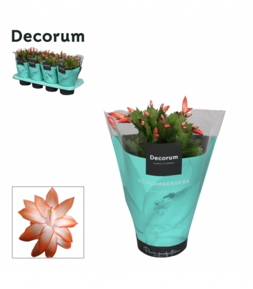 Schlumbergera