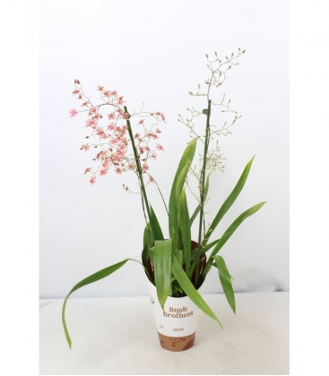 Oncidium