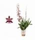 Oncidium