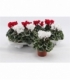 Cyclamen