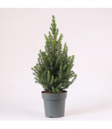 Picea