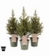 Picea
