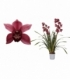 Cymbidium