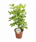 Schefflera