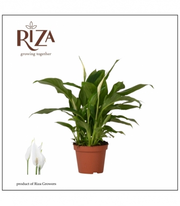 Spathiphyllum