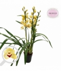 Cymbidium