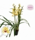 Cymbidium