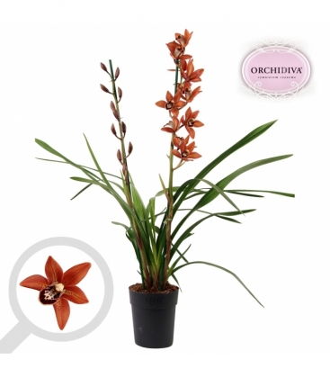 Cymbidium