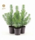 Pinus
