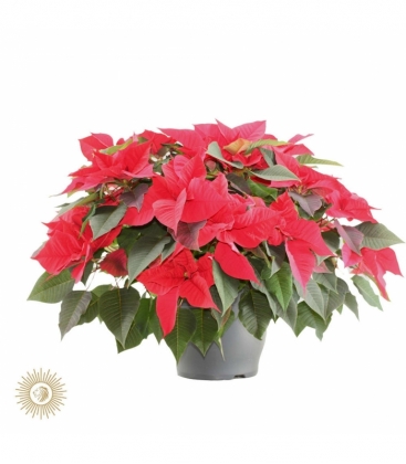 Poinsettia
