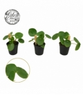 Pilea