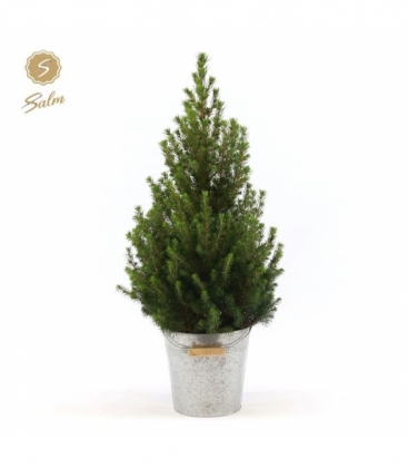Picea