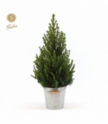 Picea
