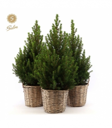 Picea