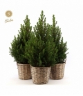 Picea
