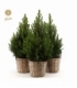 Picea