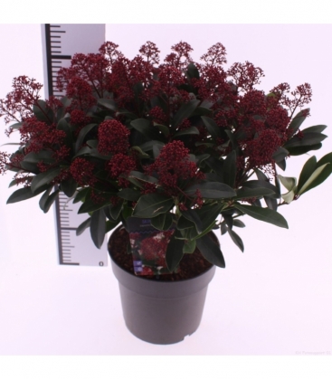 Skimmia