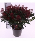 Skimmia