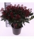 Skimmia