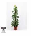 Philodendron