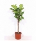 Ficus