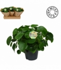 Pilea