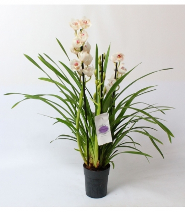 Cymbidium